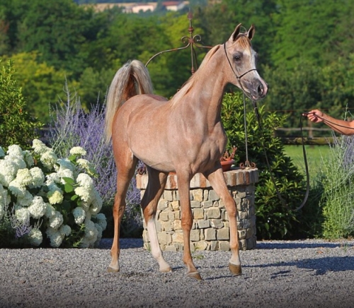 ARGAN AL SAHLIYAH présent lors de...