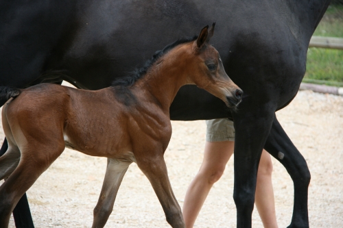 DERNIERE NAISSANCE DE L'ANNEE !!!