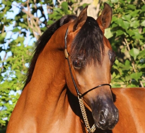 NM ANAKIN chez Scott Allman Arabians