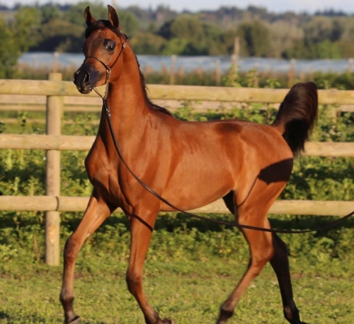 NM ANAKIN CHAMPION DE FRANCE YEARLING