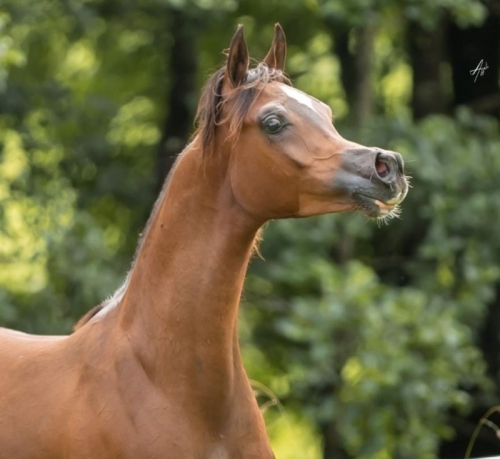 ARTEMIS OS nouvel étalon pour la...